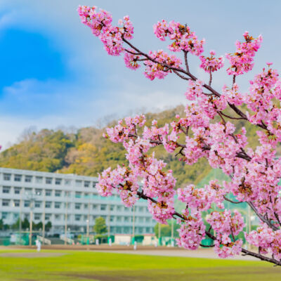 学校の校舎と桜　入学　卒業　春イメージ　河津桜